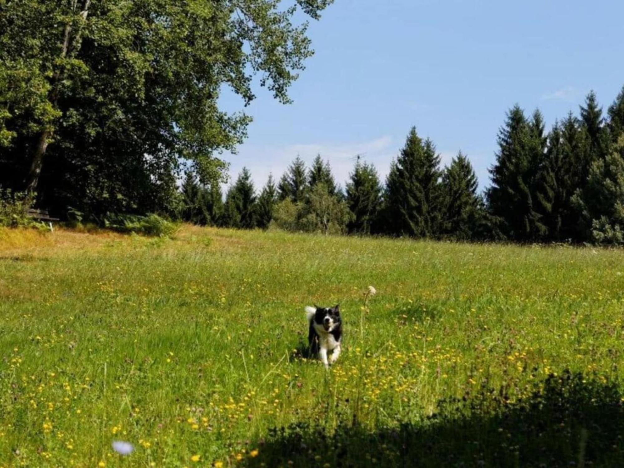 Comfort Apartment With Balcony In The Beautiful Bavarian Forest Drachselsried Esterno foto